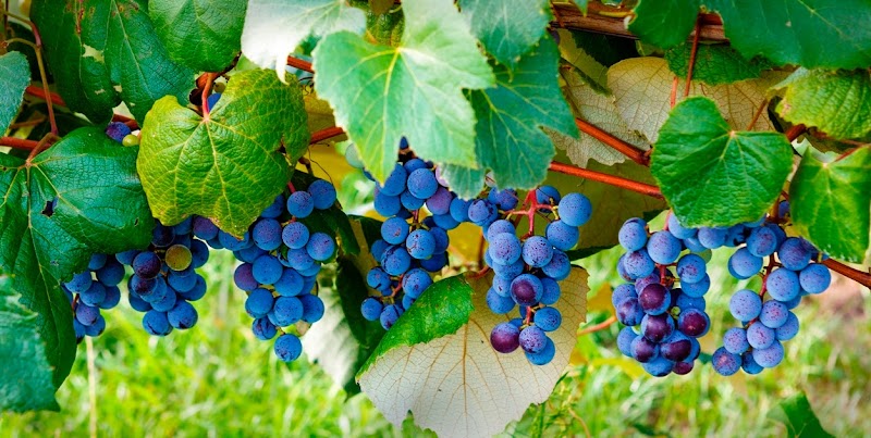 Country Moon Winery LLC